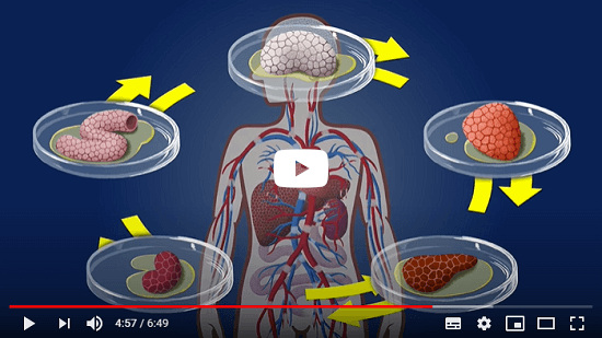 Mini-Organe und Multi-Organ-Chips - wie geht das? Forschung ohne Tierversuche! (weiter zu YouTube.com)