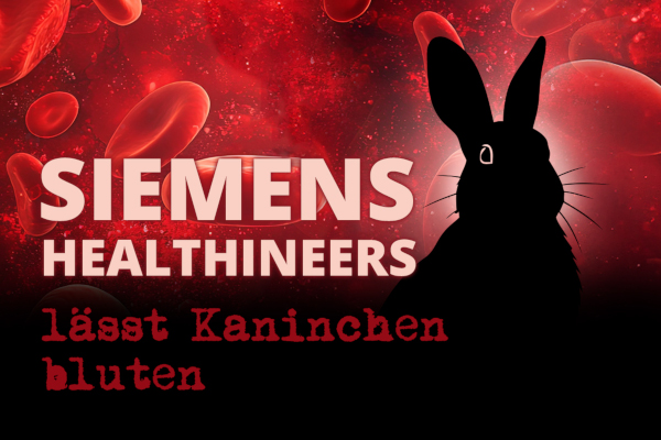 kaninchen siemens hauptvisual