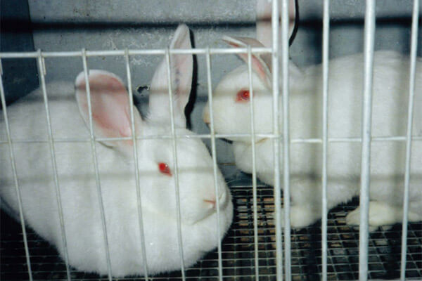 Kaninchen im Versuchslabor